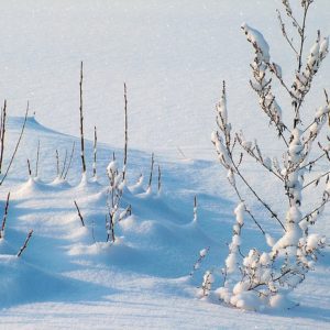 Winter Image
